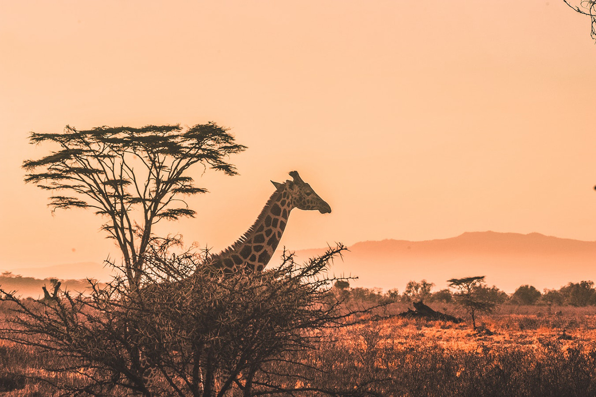 Kenya: The Ultimate Safari Adventure